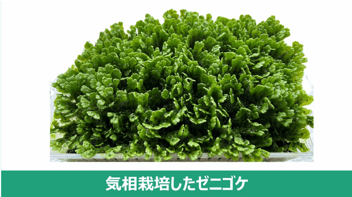 次世代フードテック